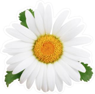 Single Daisy in Full Bloom Sticker