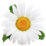 Single Daisy in Full Bloom Sticker