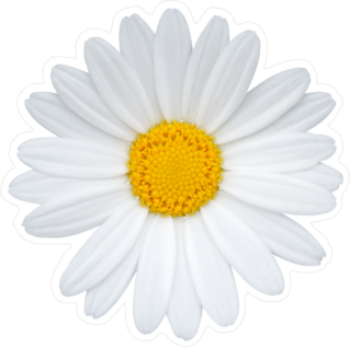 Single Daisy Sticker
