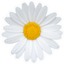 Single Daisy Sticker