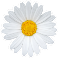 Single Daisy Sticker