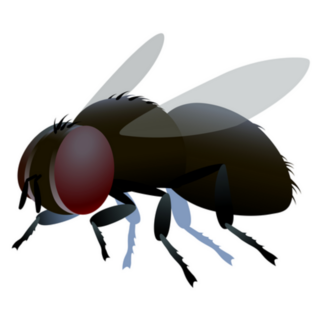 Single Dirty Brown Fly Sticker