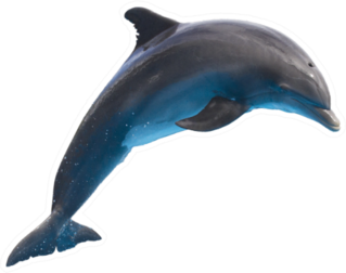 Single Jumping Bottlenose Dolphin Sticker