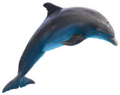 Single Jumping Bottlenose Dolphin Sticker