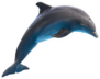Single Jumping Bottlenose Dolphin Sticker
