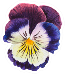 Single Pansy Flower Beautiful Watercolor Vibrant Sticker