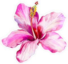 Single Pink Beautiful Hibiscus Sticker
