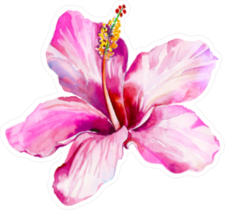 Single Pink Beautiful Hibiscus Sticker