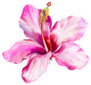 Single Pink Beautiful Hibiscus Sticker