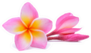 Single Pink Plumeria Flower On White Sticker
