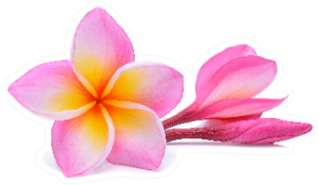 Single Pink Plumeria Flower On White Sticker
