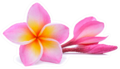 Single Pink Plumeria Flower On White Sticker