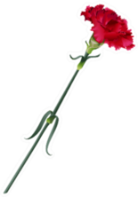 Single Red Carnation Flower Illustration Sticker