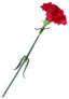 Single Red Carnation Flower Illustration Sticker