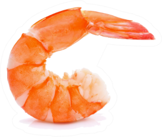 Single Shrimp On A White Background Sticker