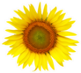 Single Sunflower Photo Sticker