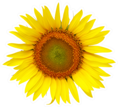 Single Sunflower Photo Sticker