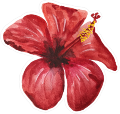 Single Watercolor Red Hibiscus Sticker