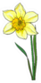 Single Yellow Daffodil Illustration Sticker