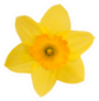 Single Yellow Daffodil Isolated On White Sticker