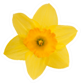 Single Yellow Daffodil Isolated On White Sticker