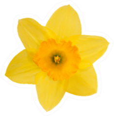 Single Yellow Daffodil Isolated On White Sticker