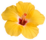Single Yellow Hibiscus Photo Sticker