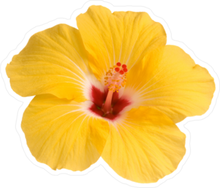 Single Yellow Hibiscus Photo Sticker