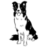 Sitting Border Collie Sticker