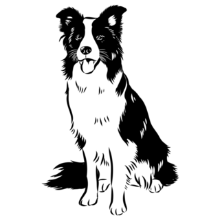 Sitting Border Collie Sticker