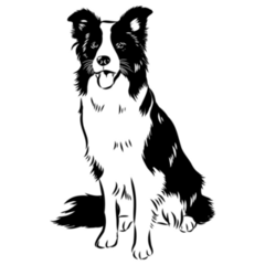 Sitting Border Collie Sticker