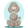 Sitting Poodle Icon Sticker