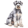 Sitting Schnauzer Sticker