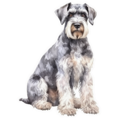 Sitting Schnauzer Sticker