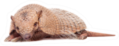 Six-banded Armadillo On White Sticker