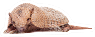 Six-banded Armadillo On White Sticker