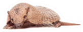Six-banded Armadillo On White Sticker