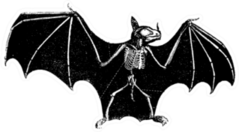 Skeleton Bat Vintage Sticker