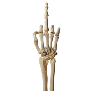 Skeleton Hand Flipping The Bird Sticker