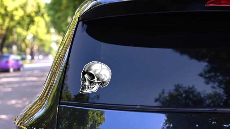 Skeleton Of The Human Head Vintage Engraved Illustration Sticker on a Rear Car Window (New) example