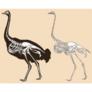 Skeleton Ostrich Sand Sticker