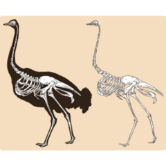 Skeleton Ostrich Sand Sticker