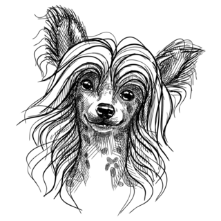 Sketch Chinese Crested Sticker