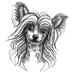 Sketch Chinese Crested Sticker