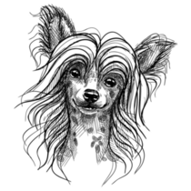 Sketch Chinese Crested Sticker