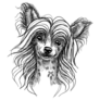 Sketch Chinese Crested Sticker