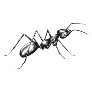 Sketch Drawing Of An Ant Sticker
