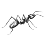 Sketch Drawing Of An Ant Sticker