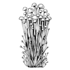 Sketch Enoki Family Of Mushrooms Sticker