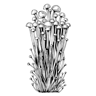 Sketch Enoki Family Of Mushrooms Sticker